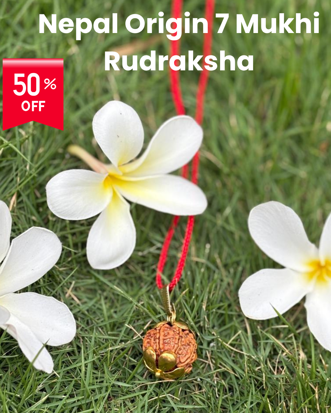 Origin 7  Mukhi Nepali Rudraksha