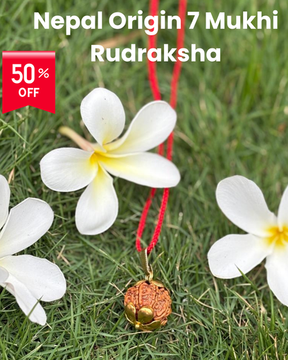 Origin 7  Mukhi Nepali Rudraksha