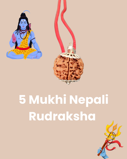 5 Mukhi Nepali Rudraksha