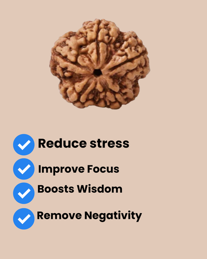 5 Mukhi Nepali Rudraksha