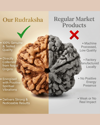5 Mukhi Nepali Rudraksha