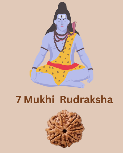 Origin 7  Mukhi Nepali Rudraksha