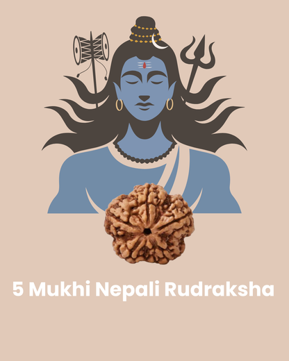 5 Mukhi Nepali Rudraksha