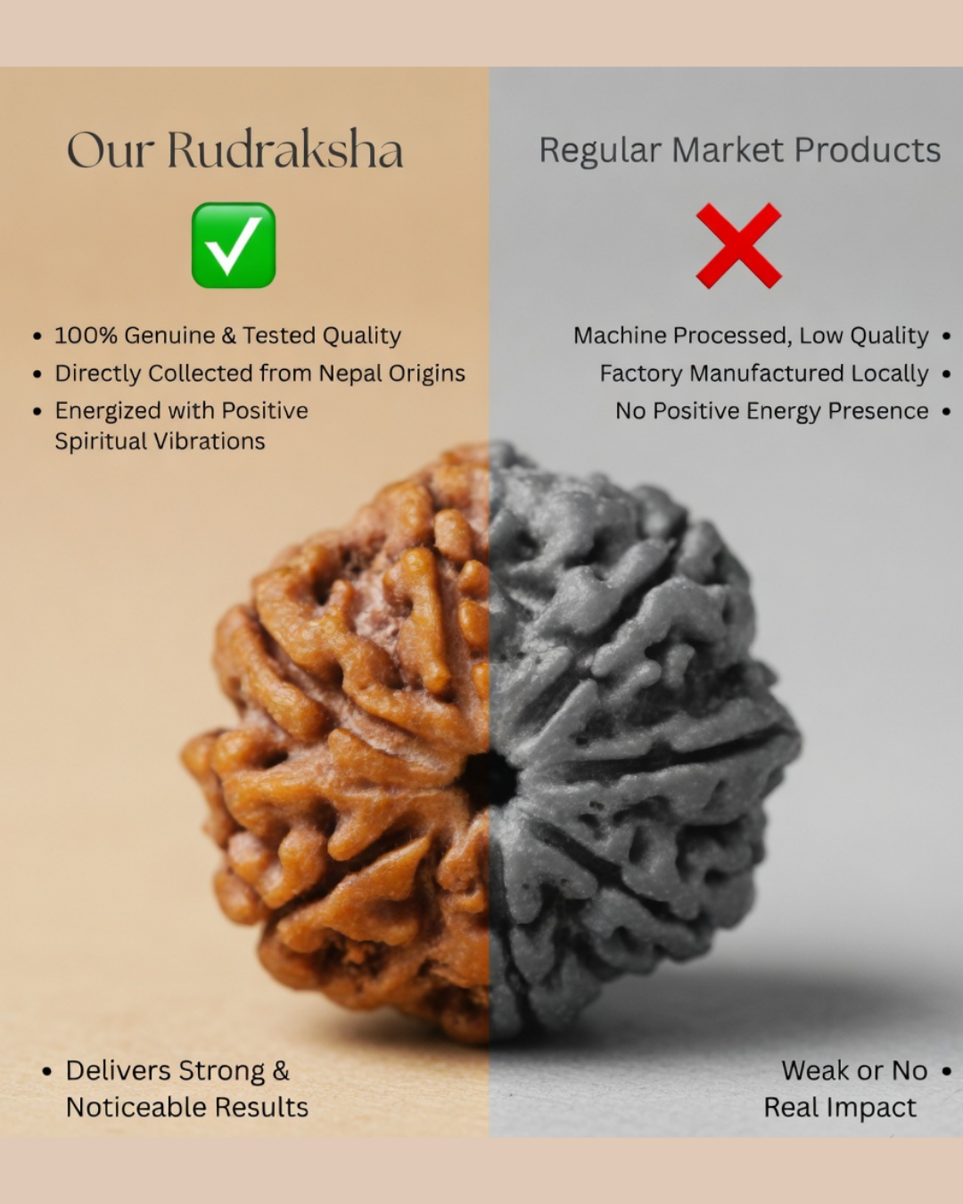 Origin 7  Mukhi Nepali Rudraksha
